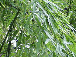 img6.gif