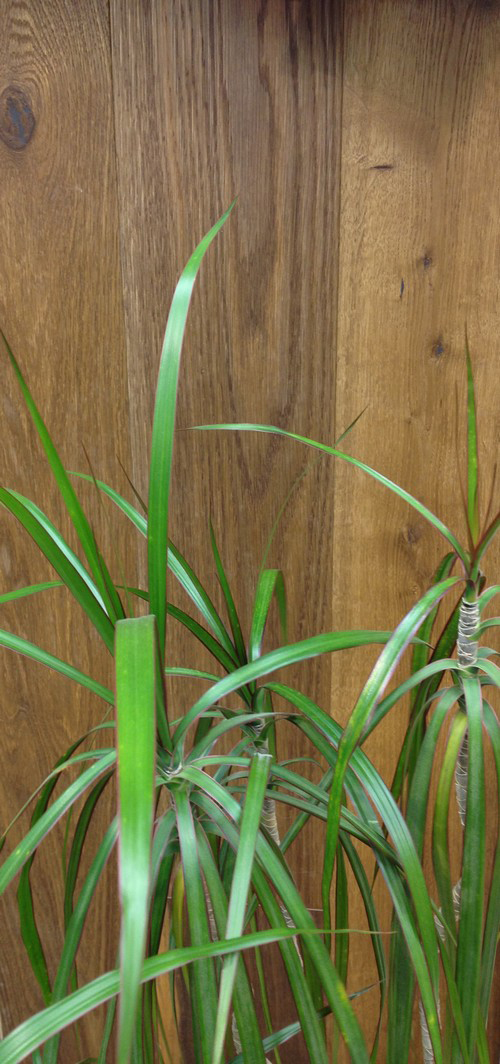 chêne multiply rustique kenya huile brosse 180x20x6mm de bois noble lot de 33.516 m2 obligatoire : application d'huile-cire dès la 1ère utilisation